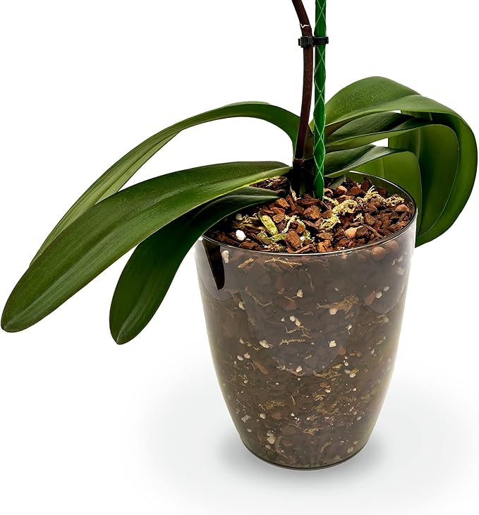 Gardenera Aglaonema Plant Potting Soil - All-Natural Blend for Thriving Aglaonema Plants - Boosts Root Health and Distinctive Foliage - 10 Quart