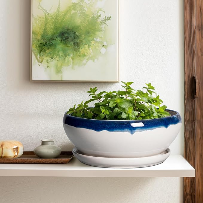 SQOWL Bonsai Tree Pots - 12 Inch Ceramic Succulent Planters, Large Bonsai Pot with Drainage Hole and Tray, Shallow Planter Indoor Outdoor, Bowl Round Planter, Home Decor, Plant Lover Gift, Blue-Beige