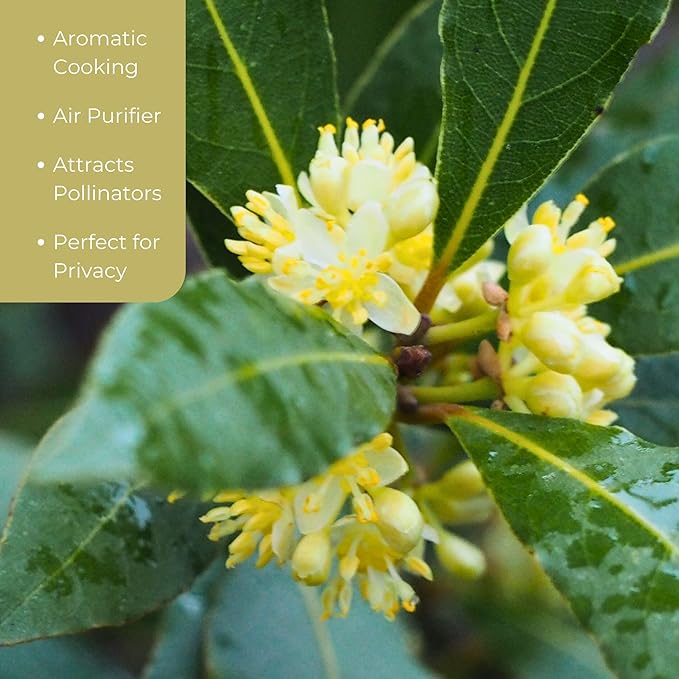 1 Live Bay Laurel Plants (Laurus Nobilis) – Aromatic Culinary Herb, Thriving in 2.5" Nursery Cubes