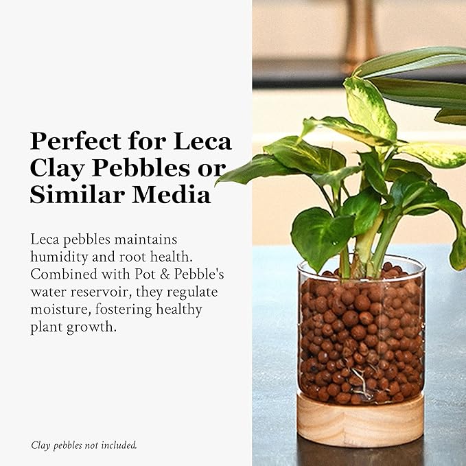 Pot & Pebble - C3 Glass Planter with Wooden Base - Indoor Glass Planter with Water Level Control Holes - Grow Plants in LECA Clay Pebbles