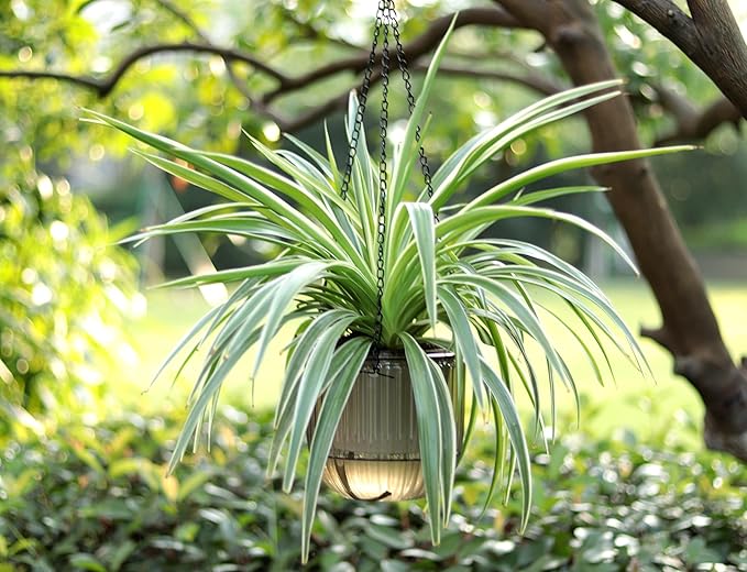 Meicynhoger 2-Pack Vintage Plastic Self-Watering Hanging Planters for Spider Plant,Ivy,Monstera,African Violets - 6.5" Clear Flower Pot with Hooks for Indoor Outdoor,Table, Balcony, Wall,Garden Gray