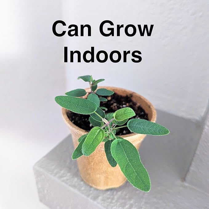 Lemon Eucalyptus (Corymbia citriodora) Live Plant - Fragrant Indoor/Outdoor Plant with Natural Insect Repellent Citronella Oil (2 eucal-Lemon Cups)