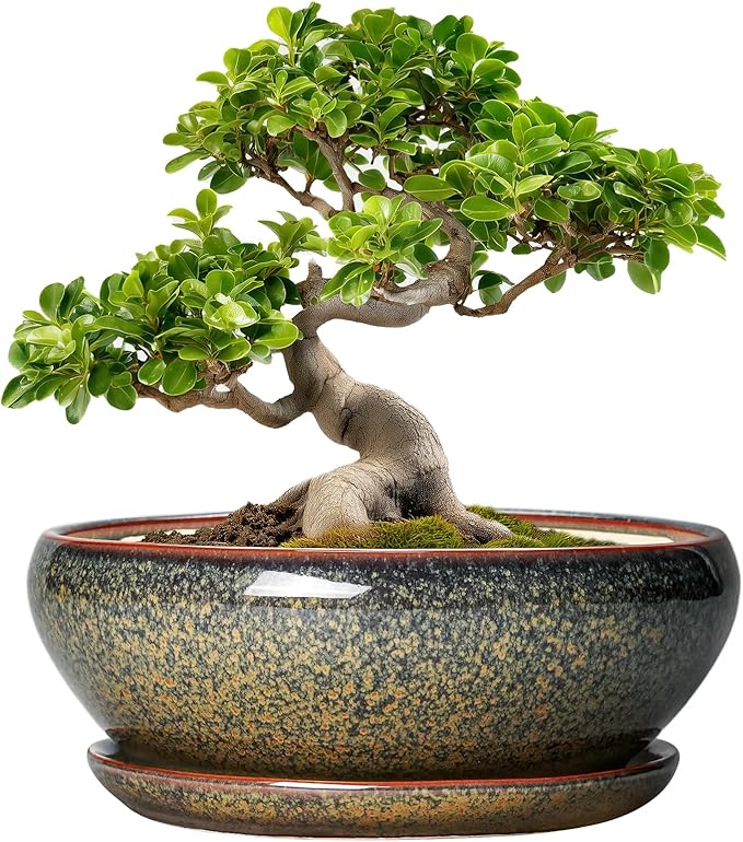 SQOWL Bonsai Planter - 10 Inch Ceramic Succulent Pots, Shallow Plant Pot Indoor with Drainage Hole and Saucer, Ceramic Bonsai Pots, Round Planter Bowl Outdoor, House Decor, Plant Lover Gifts, Brown