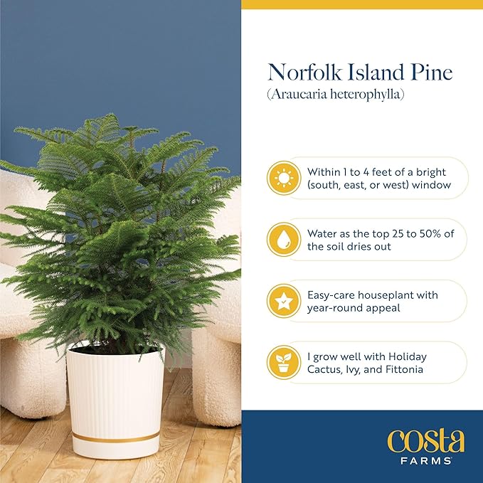 Costa Farms Norfolk Island Pine, Live Christmas Tree Plant in Holiday Decorative Plant Pot, Includes Decoration, Indoor Houseplant, Home, Room, or Office Decor, Christmas Gift, 10-14 Inches Tall