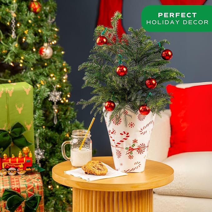 Costa Farms Live Christmas Tree (Pack of 2), Norfolk Island Pine in Holiday Gifting Wrap Plant Pot, Houseplant Christmas Decoration, Christmas Gift or Room Decor, 18-20 Inches Tall
