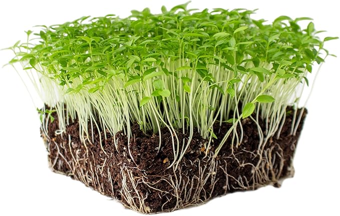Dark Green Italian Flat-Leaf Parsley Seeds: 4 Oz - Non-GMO, Heirloom Herb Seeds for Herbal Garden & Micro Greens