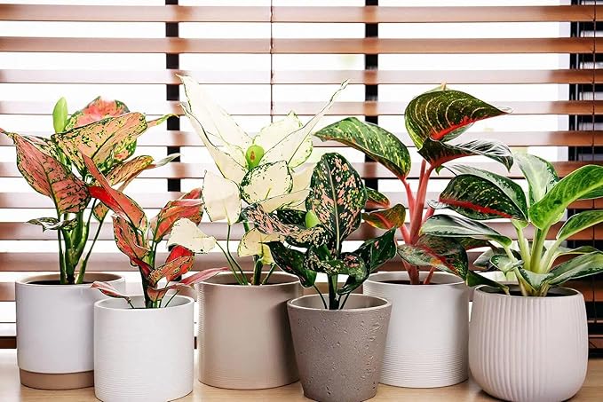 Gardenera GARDENERA Aglaonema Plant Potting Soil - Enhance Foliage Beauty and Health with Professional Grade Nutrient-Rich Mix - 3 Quart, MAIN-AGLAONEMA-3QT