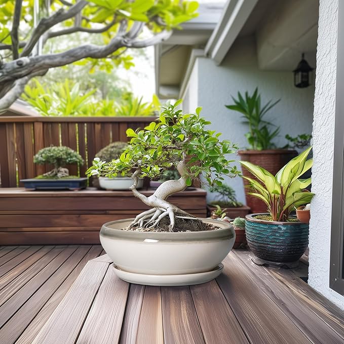 SQOWL Large Succulent Planters - 12 Inch Ceramic Bonsai Pots with Drainage Hole and Saucer, Shallow Round Planter for Indoor Plants, Bowl Planter Outdoor, Living Room Decor, Birthday Gift, Gray-Beige