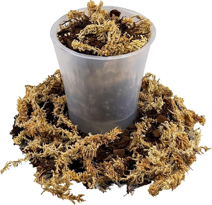Gardenera Premium Orchid Mix by GARDENERA | Fern + New Zealand Pine Bark + Sphagnum Moss + Perlite | Best for Growing and Repotting Orchids - 2 Quart Bag