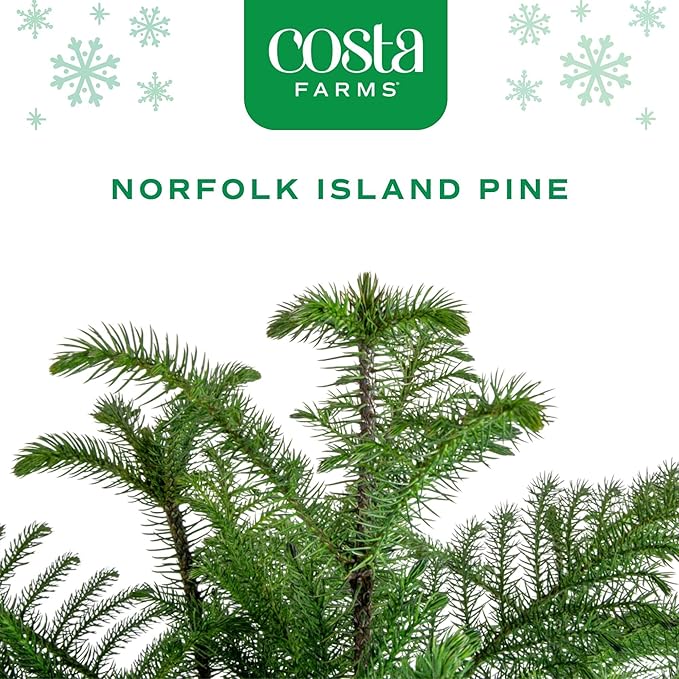 Costa Farms Norfolk Island Pine, Live Christmas Tree Plant in Holiday Decorative Plant Pot, Includes Decoration, Indoor Houseplant, Home, Room, or Office Decor, Christmas Gift, 10-14 Inches Tall