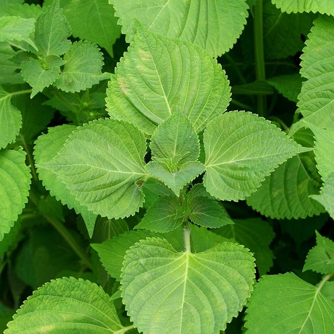 Shiso Seeds - Green - 4 Oz - Non-GMO Herb Garden & Microgreens/Micro Herbs - AKA: Perilla, Beefsteak Plant