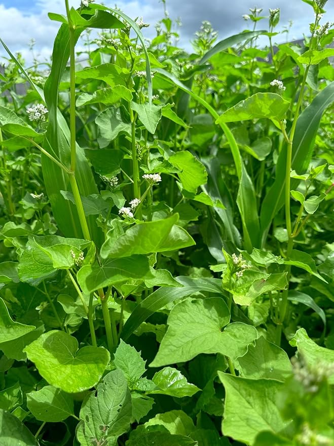 Dirt Doctor Food Plot Seed Mix for Deer, Perfect for Rebuilding Topsoil, Breaking up Compaction, and Recharging Nutrients, Buckwheat, Grain Sorghum, 2 Clovers, Tillage Radishes
