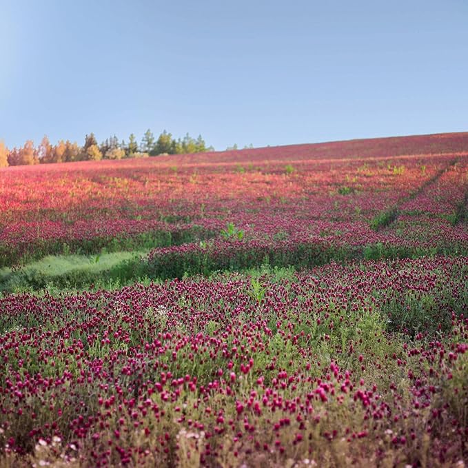 Crimson Clover – 25 lb Bulk (~1,160,000) for Cover Crops, Pasture, Hay, Wildlife Forage, Pollinator Attraction & Green Manure – Legume for Planting