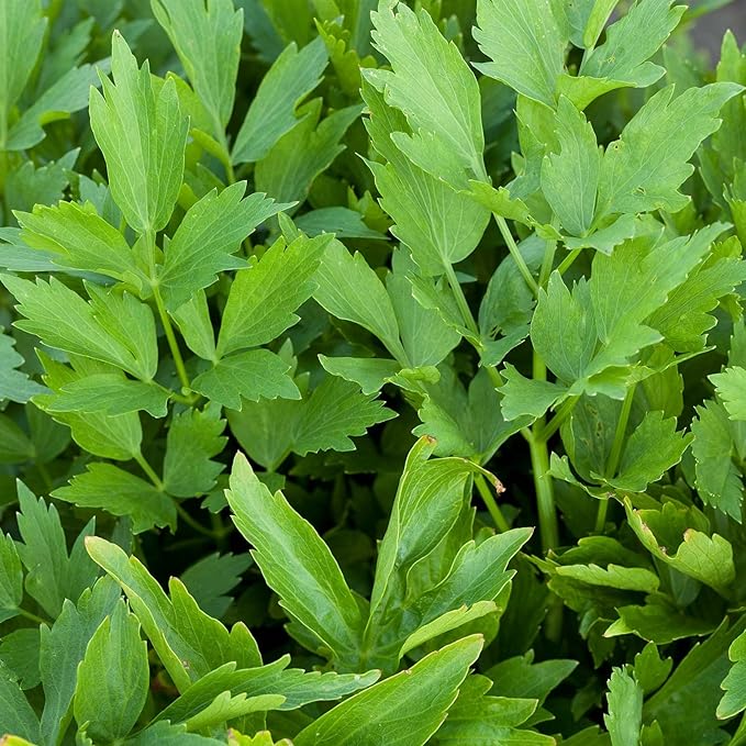 Lovage Herb Garden Seeds - 5 Lb ~800K Seeds - Non-GMO Medicinal Herbal Gardening & Microgreens Seeds - Annual - Loveage