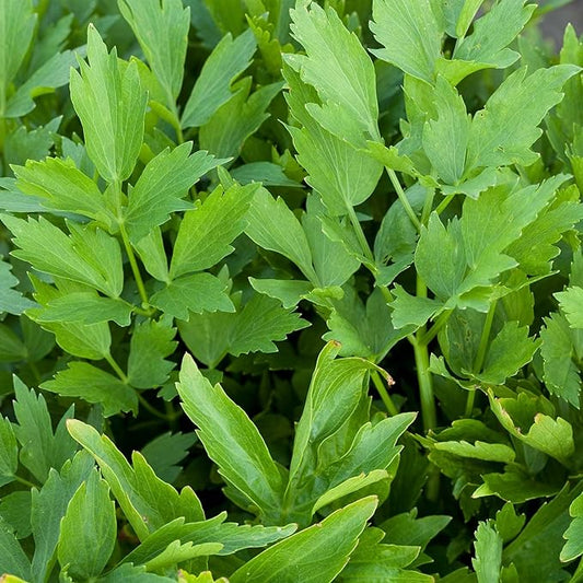 Lovage Herb Garden Seeds - 0.25 Oz - Non-GMO Medicinal Herbal Gardening Seeds - Annual - Loveage
