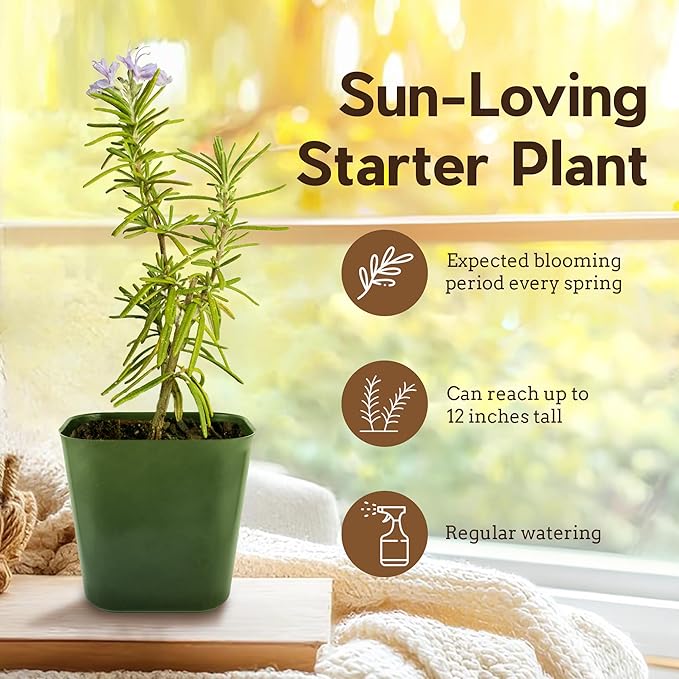 My Shelfie - Rosemary Plant Starter, Aromatic Rosemary Plants Live in 2-Inch Pot, Live Plants 2-3 Inch Tall, Blue-Purple Rosemary Herb Plants, Bee-Friendly, 3 Pieces, Green