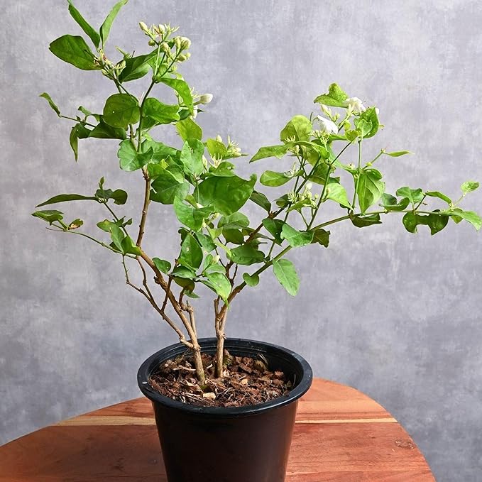 Arabian Jasmine (Jasminum Sambac) - Live, Fragrant, Blooming, Indoor/Outdoor Decorative Plant (4 Arab jas sacs)