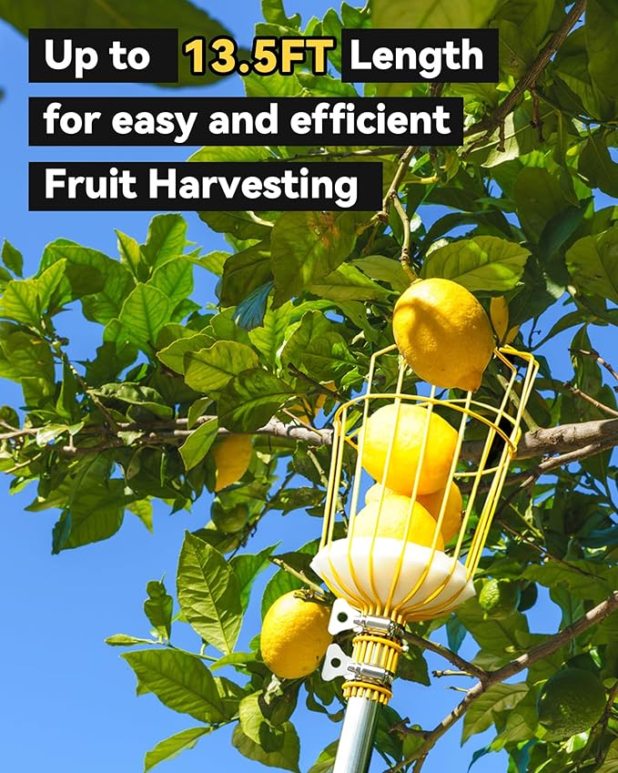 6.5FT Fruit Picker, Apple Picker Tool with Adjustable Pole and Basket, Long Reach Mango Grabber Tool, Tree Fruit Catcher for Picking Lemon Pear Orange Avocado Peach Citrus