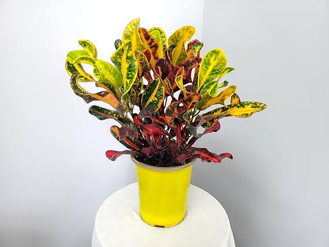 Croton Mammy - 16" to 20" Overall Height - Live Variegated Plant - Tropical Plants of Florida (Plant in Growers Pot)