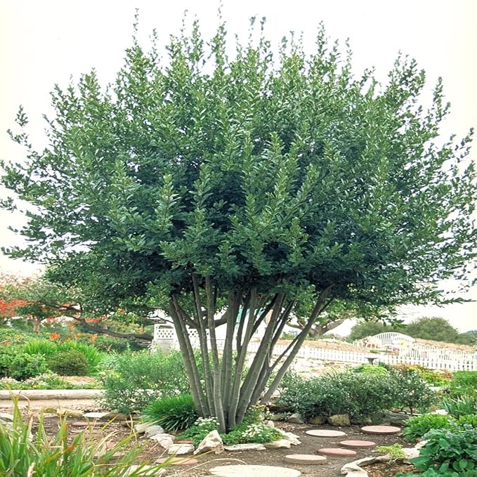 Mediterranean Bay Leaf, Bay Laurel Live Plant. Standard Variety - Laurus Nobilis. Live Plant. Fragrant, Fresh, Edible. Best for Ground Planting Outdoor. (2 Bay Laurel. 4 inch pots)