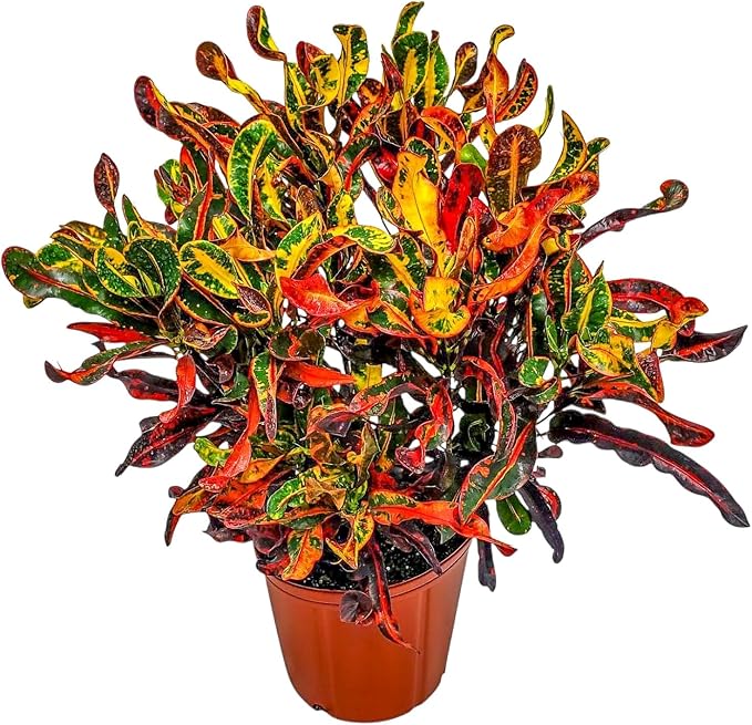 Croton Mammy Plant Live - 3 Gallon Pot - Overall Height 24" to 28" - Tropical Plants of Florida…