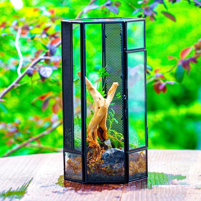 NCYP Small Glass Enclosure Terrarium with Mesh and Door for Jumping Spiders, Insects - Hexagon Shape Succulents Terrarium 4.9'' x 3.9'' x 9.4'', Tabletop Decor, Black (Plants Not Include)