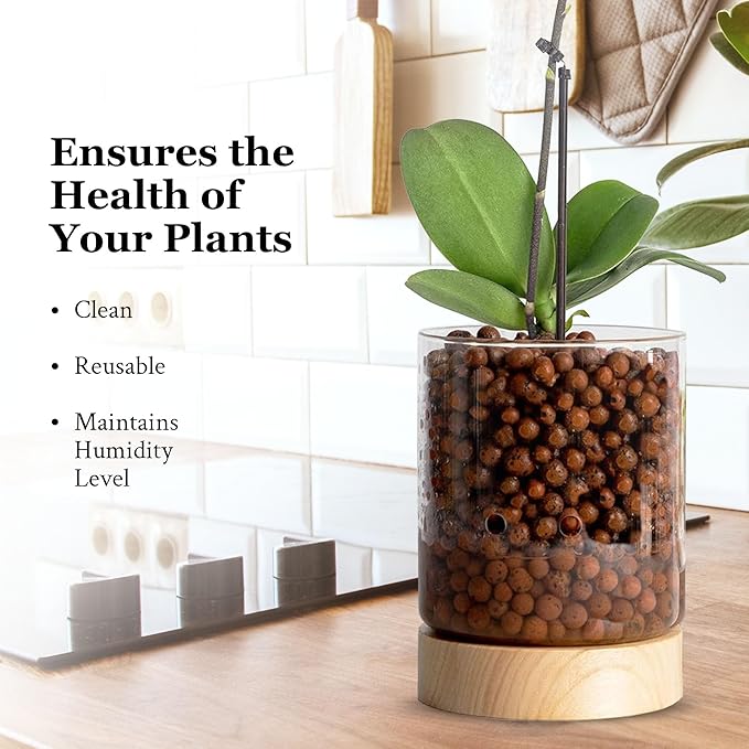 Pot & Pebble - C3 Glass Planter with Wooden Base - Indoor Glass Planter with Water Level Control Holes - Grow Plants in LECA Clay Pebbles