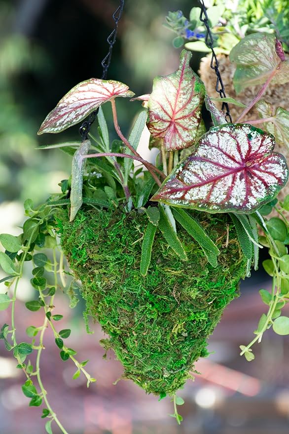 SuperMoss MossWeave (29270) Mini Hanging Basket Set of 4, Fresh Green