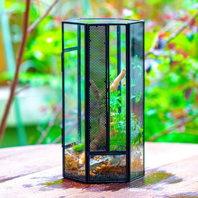 NCYP Small Glass Enclosure Terrarium with Mesh and Door for Jumping Spiders, Insects - Hexagon Shape Succulents Terrarium 4.9'' x 3.9'' x 9.4'', Tabletop Decor, Black (Plants Not Include)