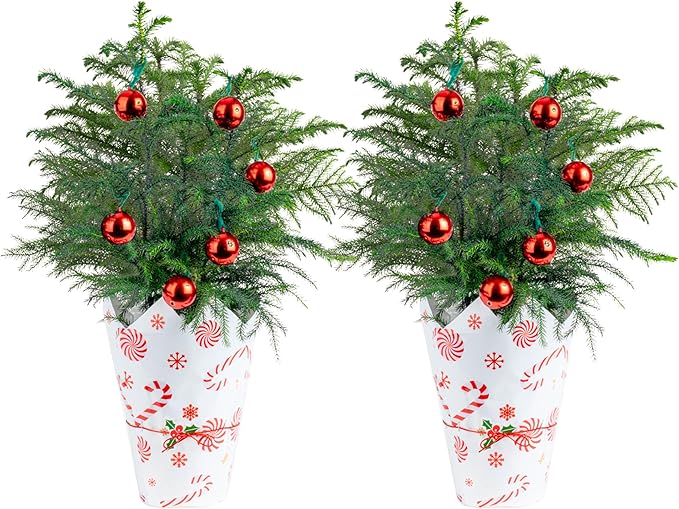 Costa Farms Live Christmas Tree (Pack of 2), Norfolk Island Pine in Holiday Gifting Wrap Plant Pot, Houseplant Christmas Decoration, Christmas Gift or Room Decor, 18-20 Inches Tall