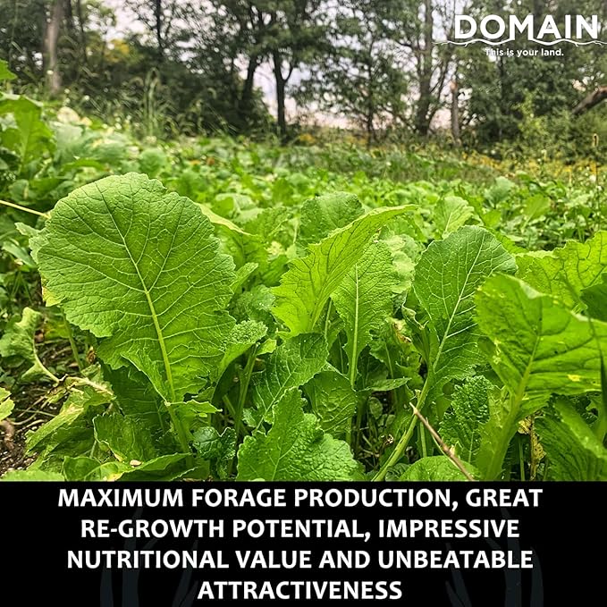 Domain Outdoor Bombshell Food Plot Seed for Deer, 1/2 Acre, Designed to Handle The Toughest Conditions, Quick Establishment - Ethiopian Cabbage, Forage Collards, Hybrid Forage Brassica, Forage Turnip