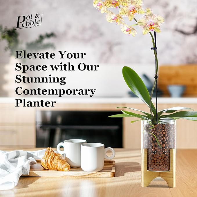 Pot & Pebble - C6 Glass Planter with Decorative Wood Base - Plant Propagation Station with Water Level Control - Plant Cutting Holder for LECA Clay Pebbles/Similar Media - Semi Hydroponic Planter
