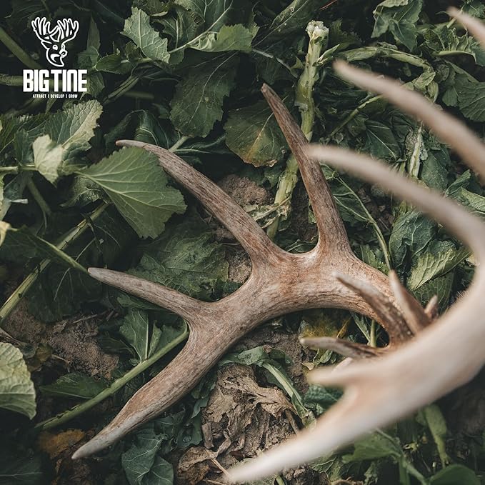 Big Tine Food Plot Mix, Deer Attractant, Main Event, Premium Brassica Mix, 4 lbs Bag, Fall/Winter Annual, Excellent Kill Plot, Drought Resistant