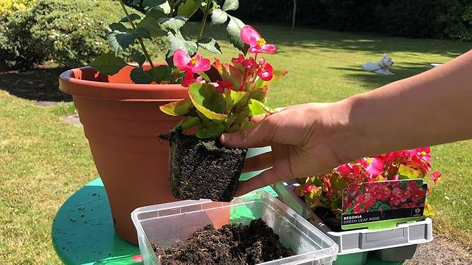 Gardenera Begonia Potting Mix - Promote Strong Roots and Stunning Blooms with Our Premium Blend - 4 Quart