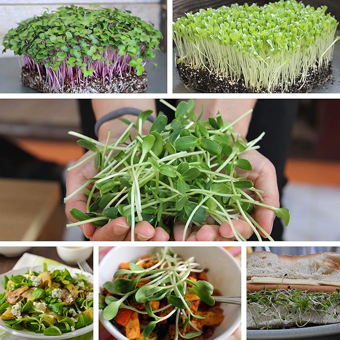 Bulk Slow Bolt Cilantro Seeds – 1 LB – 40,000+ Non-GMO Heirloom Seeds – High-Germination for Microgreens, Herb Gardens & Outdoor Planting – Fresh Coriander Greens for Cooking & Garnishes