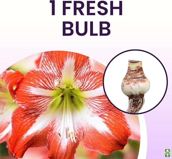 Minerva Red and White Amaryllis | Bare Root Bulb | 28-30 cm | 2-3 Stems with Up to 8 Flowers | Vibrant Floral Display | Ideal for Indoor & Outdoor Planting