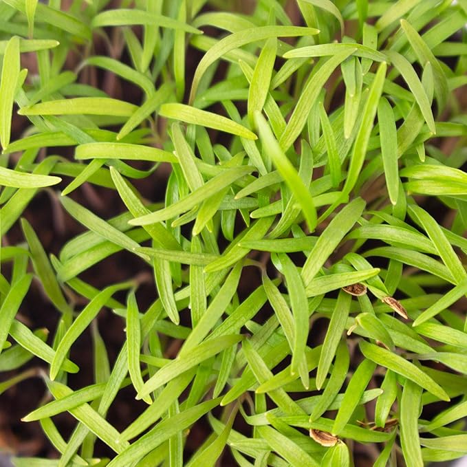 Bouquet Dill Herb Garden Seeds - 500 Mg Packet ~400 Seeds - Non-GMO, Heirloom Herbal Gardening & Microgreens Seeds - Anethum graveolens