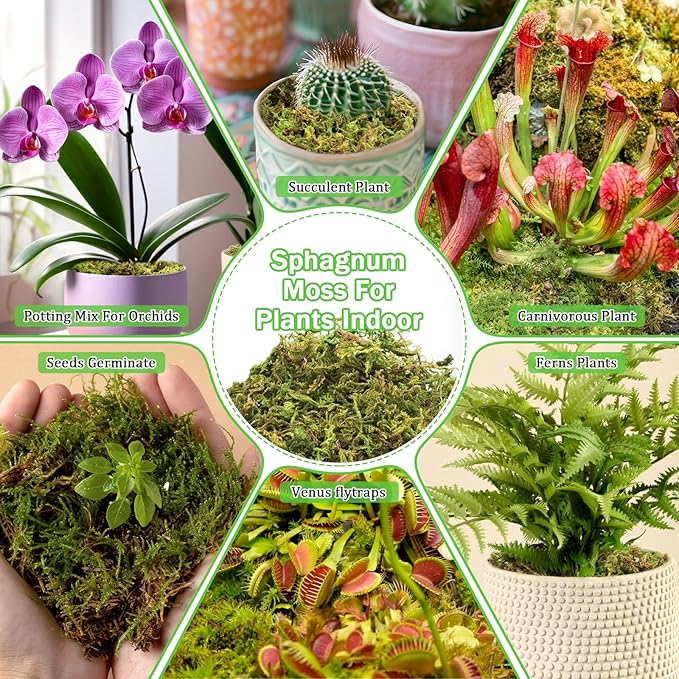 Riare 7OZ Premium Sphagnum Moss for Plants- 10QT Natural Dried Plant Moss for Potted Plants, Orchid Moss for Repotting, Soft Green Decorative Moss for Succulents, Reptiles & DIY Crafts