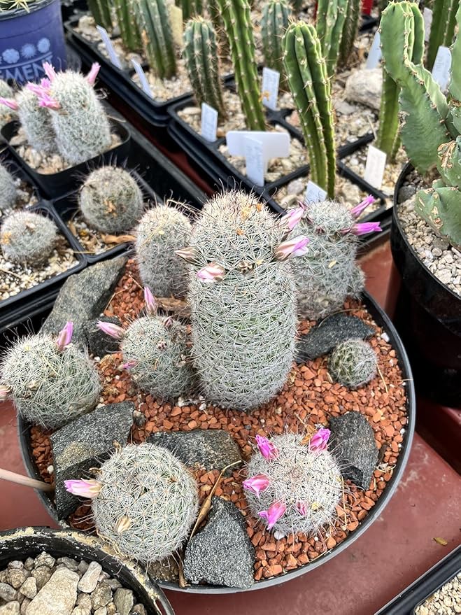 Horticultural Calcined Clay Soil Bonsai Cactus Soil Additive for Succulent Plants (6 LB, 1/8 inch)