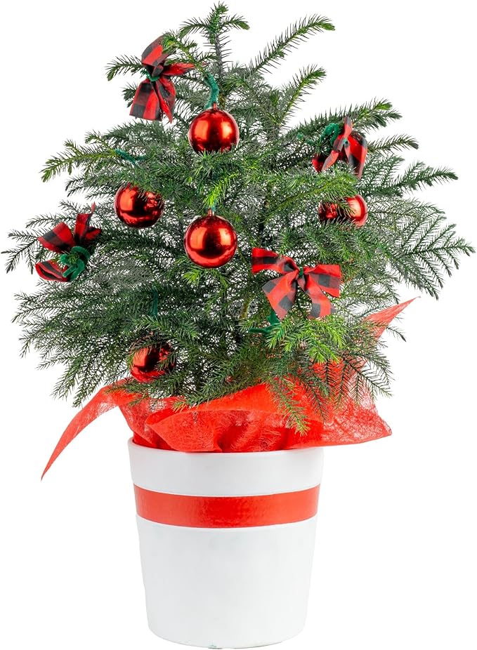 Costa Farms Norfolk Island Pine, Live Christmas Tree Plant in Holiday Decorative Plant Pot, Includes Ornaments, Indoor Houseplant, Holiday Room Décor, Decorations, or Gift, 16-22 Inches Tall
