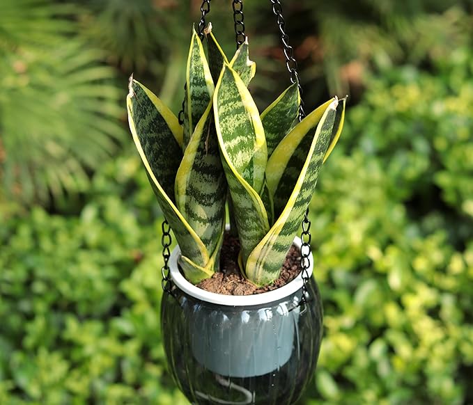 Meicynhoger 4-Pack Plastic Self-Watering Hanging Planters for Snake Plant,Succulents,African Violets - 4.3" Clear Flower Pot with Hooks for Indoor Outdoor,Table, Balcony,Deck,Garden Gray