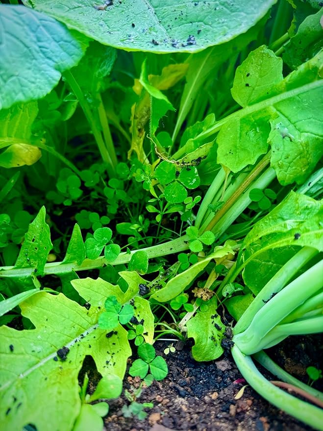 Kill Plot Food Seed Mix for Deer, 1/3 Acres or 3 Acres, Highly Attractive Mix of Brassicas, Clovers, and Chicory, Made for Small Plots