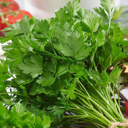 Italian Giant Parsley Seeds - 0.25 Oz ~4500 Seeds - Non-GMO, Heirloom - Growing Microgreens, Herb Garden - Petroselinum crispum