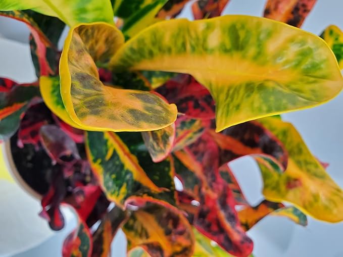 Croton Mammy - 16" to 20" Overall Height - Live Variegated Plant - Tropical Plants of Florida (Plant in Growers Pot)