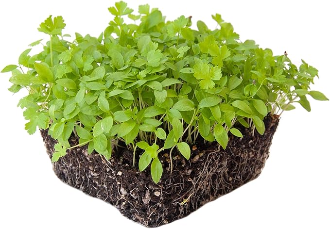 Parsley Microgreens Seeds - 4 Oz ~72,000 Seeds - Grow Non-GMO Micro Parsley Herb Greens - Premium Seed - High Germination Rate