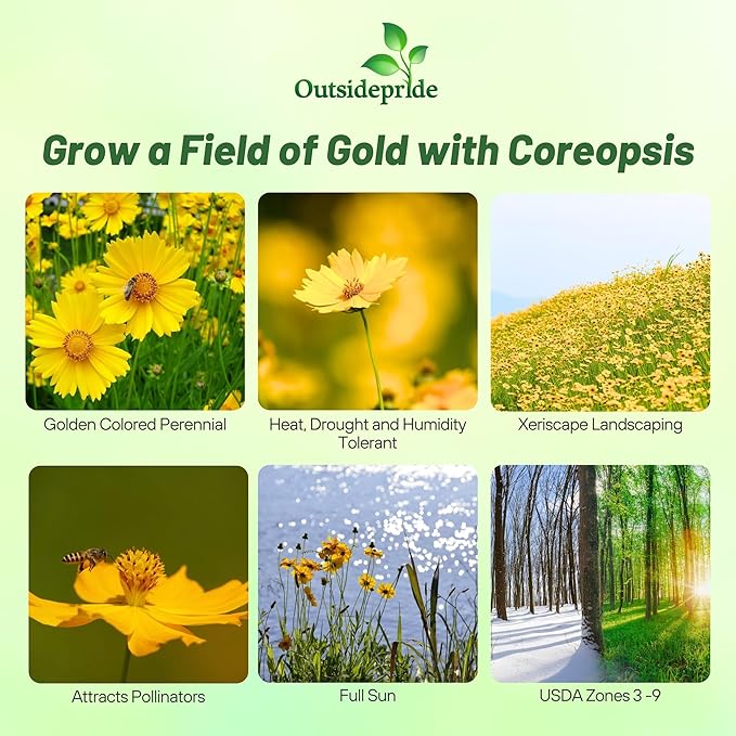 Outsidepride Lance-leaved Coreopsis Seeds - 5000 Pcs Perennial, Humidity & Drought Tolerant Flower Seeds for Planting Clumping Vibrant Golden Blooms, Ideal for Xeriscaping and Low Maintenance Gardens