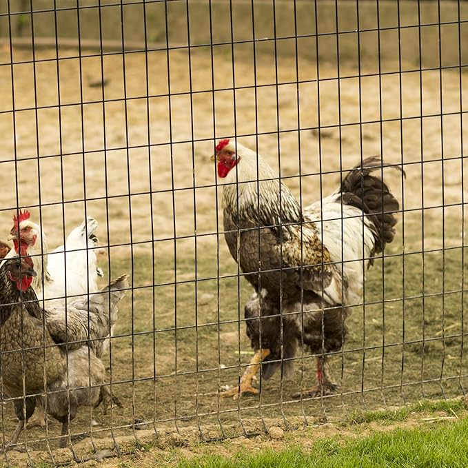 Welded Wire Fence 3ft x 50ft Mesh Size 2x3 Inch Wire Mesh Roll Chicken Wire Poultry Netting for Garden Fencing, Animal Barrier, Border Fencing (USE 4 FT Post)