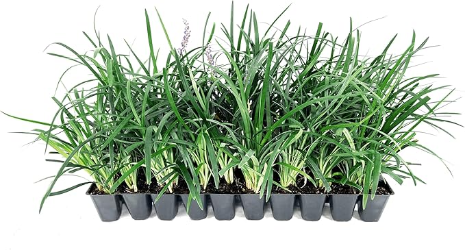 Super Blue | 30 Live Plants | Liriope Muscari | Ground Cover Plant, Ornamental Grass, Drought Tolerant, Low Maintenance, Evergreen Foliage, Purple Flower Spikes, Shade Garden Favorite, Easy to Grow