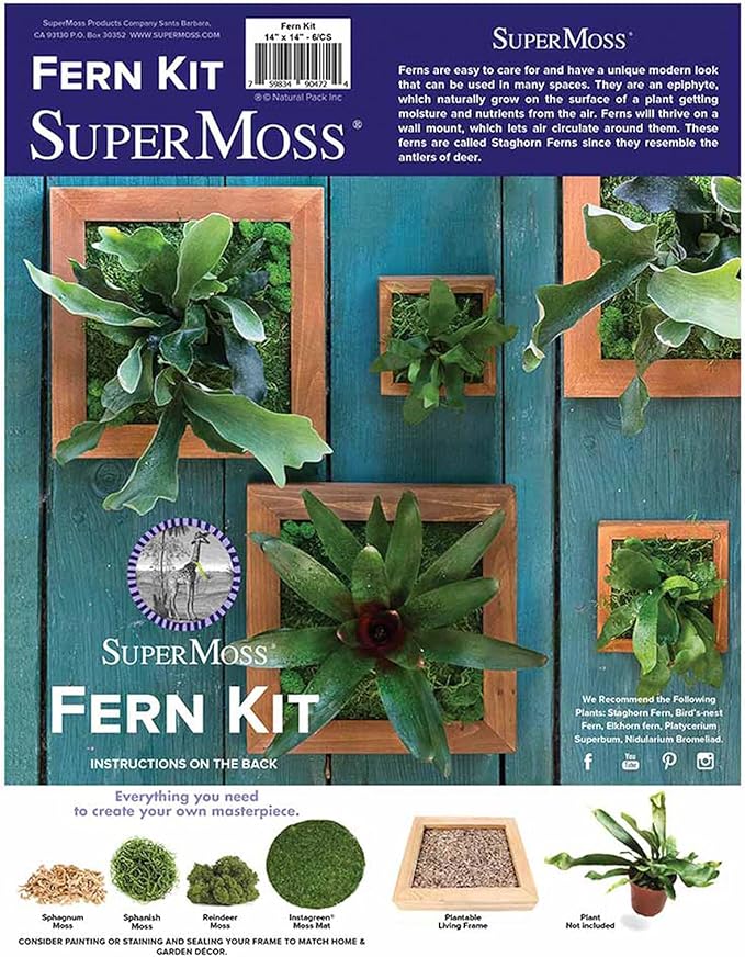 SuperMoss (90471) Mounted Fern Kit DIY - Create Your Own Living Wall Art, Customizable Wooden Frame with Moss, Ideal for Indoor & Outdoor Plant Decor, Kitchen, Balcony, & Home Office, 6” x 6”, Natural