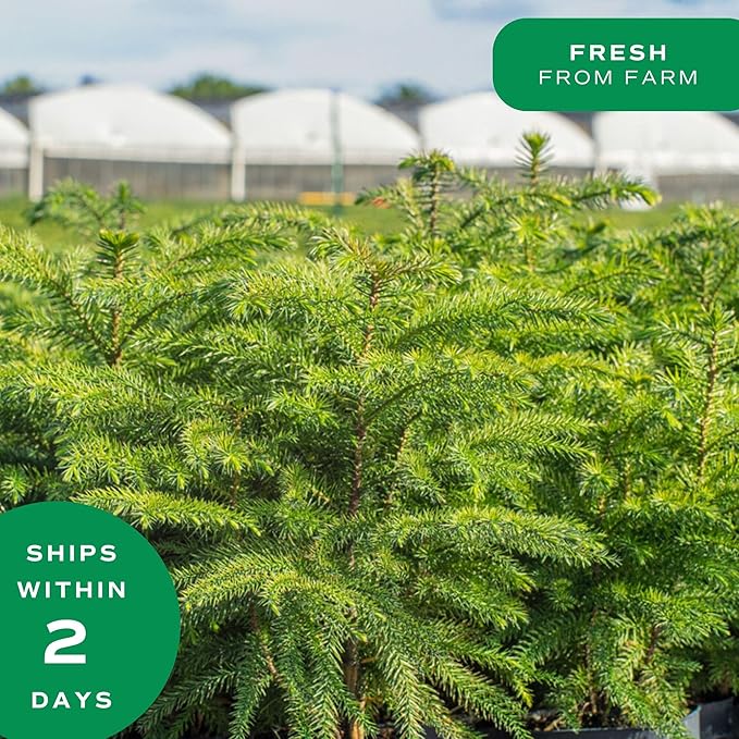 Costa Farms Norfolk Island Pine, Live Christmas Tree Plant in Holiday Decorative Plant Pot, Includes Decoration, Indoor Houseplant, Home, Room, or Office Decor, Christmas Gift, 10-14 Inches Tall